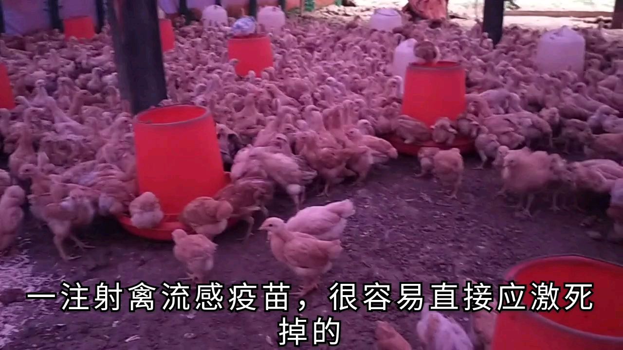 鸡舍里撒下木屑垫料,小鸡球虫病已治好,后天准备注射禽流感疫苗