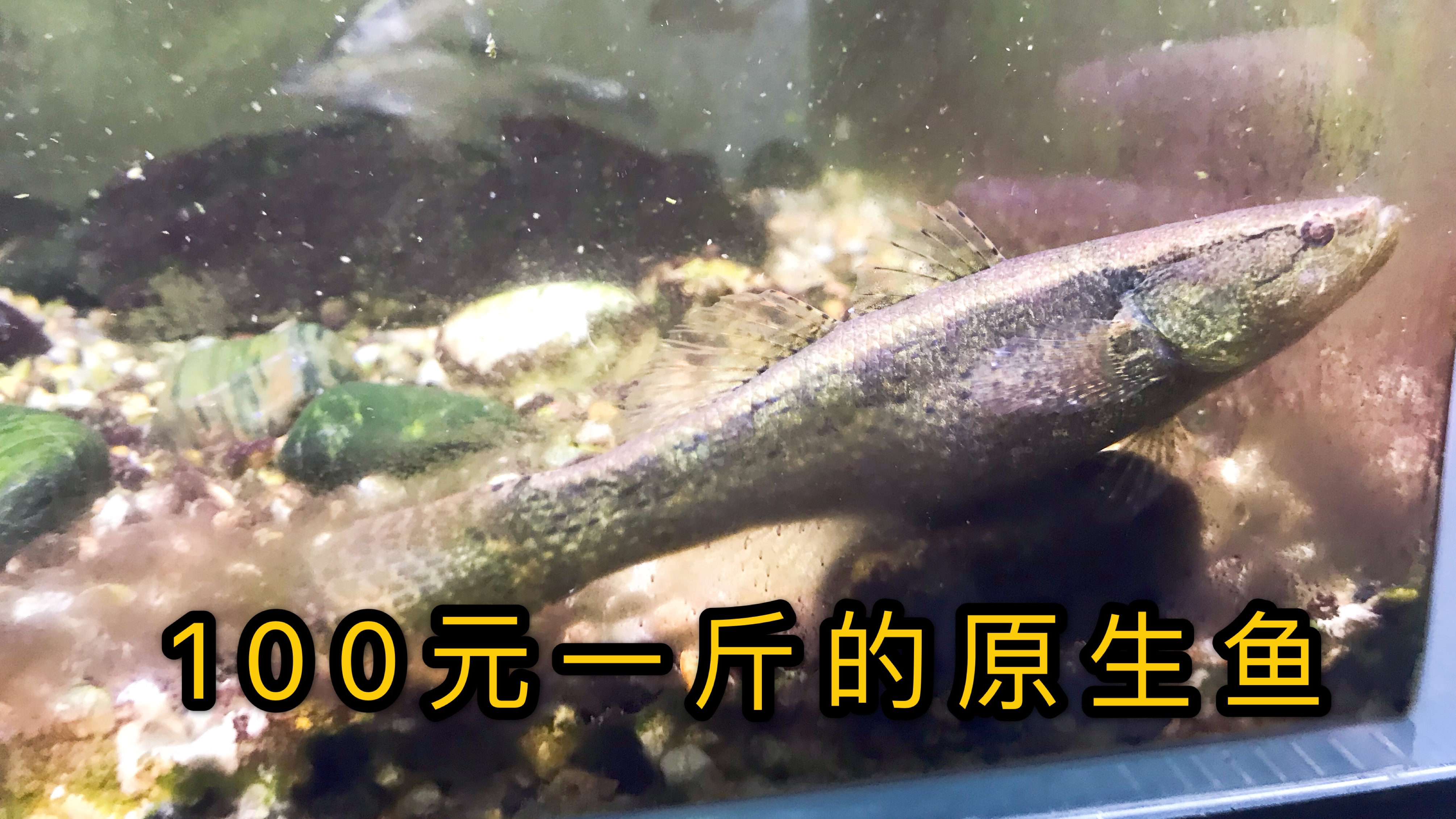河里捞到很多野鱼,听说一斤能卖100元,放鱼缸养起来