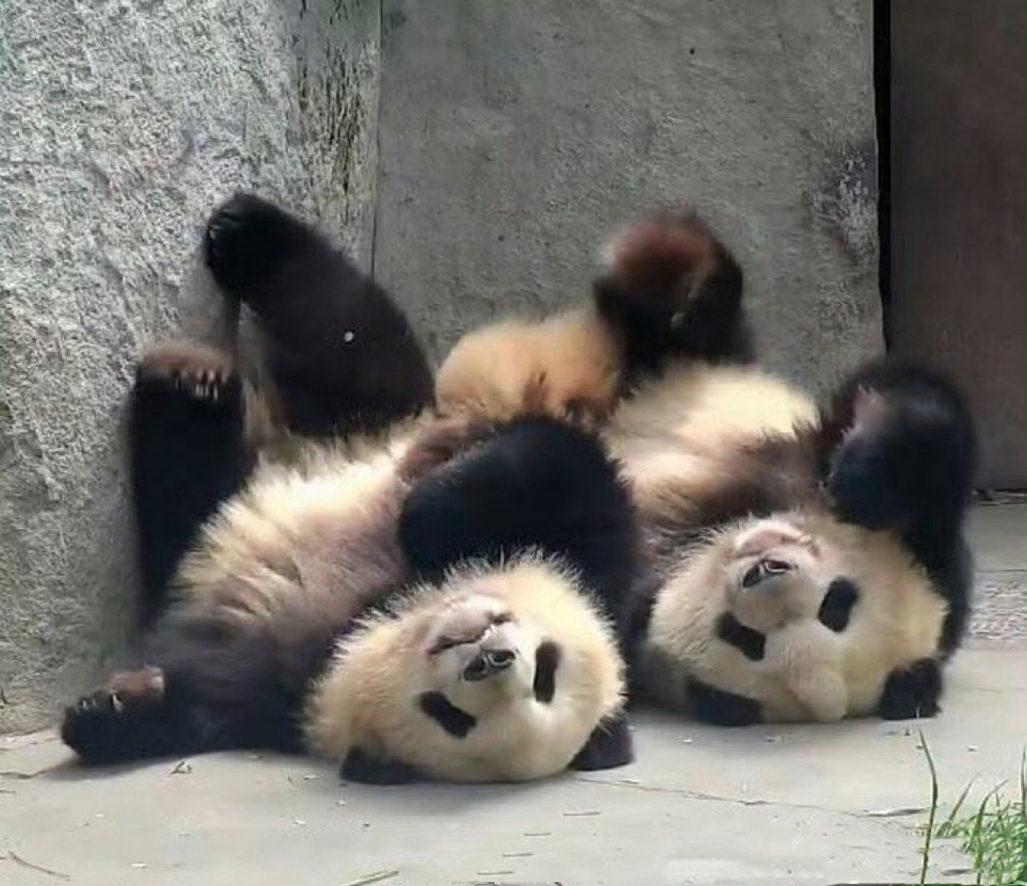 的浪漫之大熊猫的命名; 内蒙古 鄂尔多斯 野生动物园: 七巧/七喜(夕)