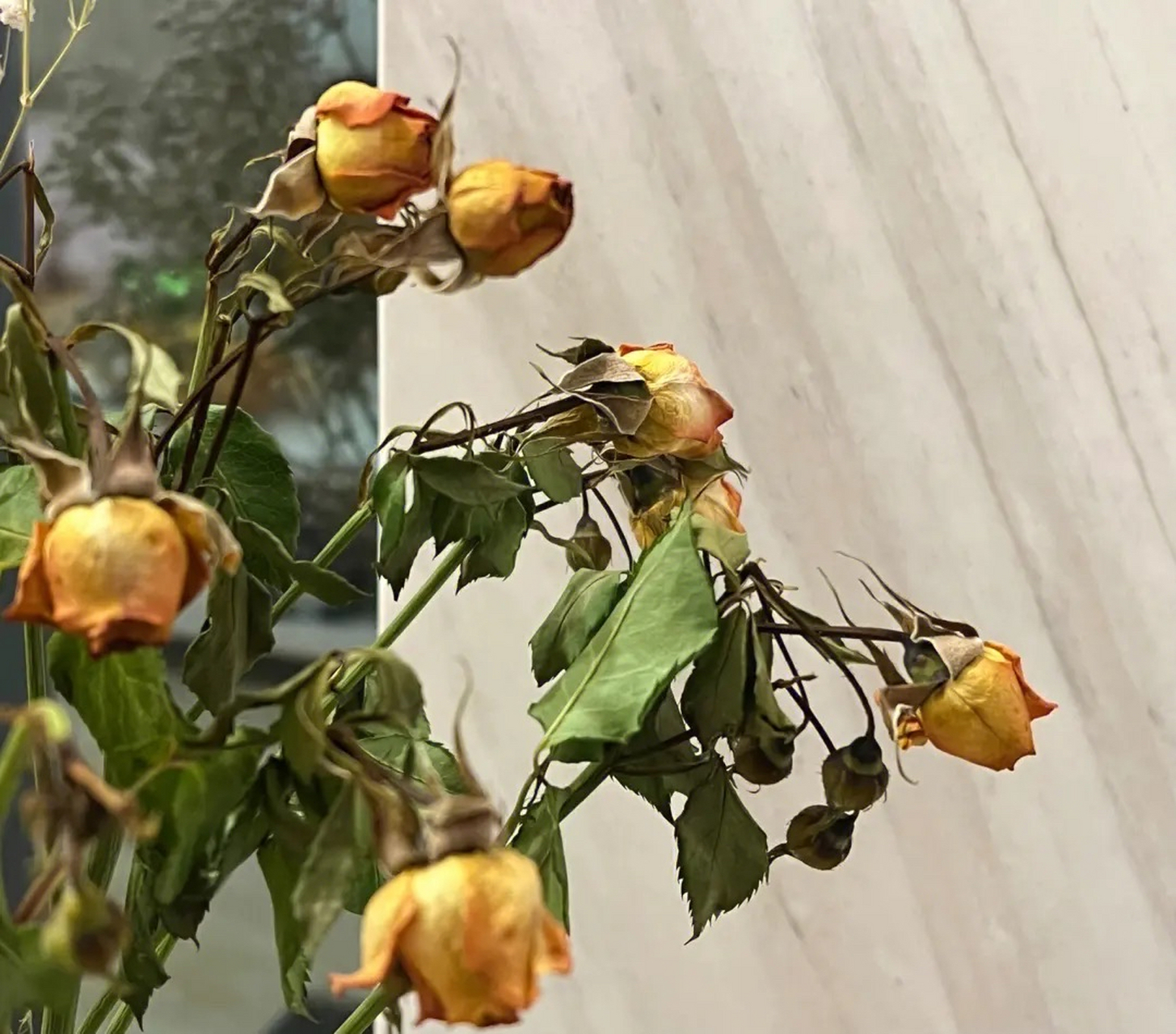 老铁们,养的玫瑰花已经要开花了,但是突然之间就枯萎了,请求爱花人士