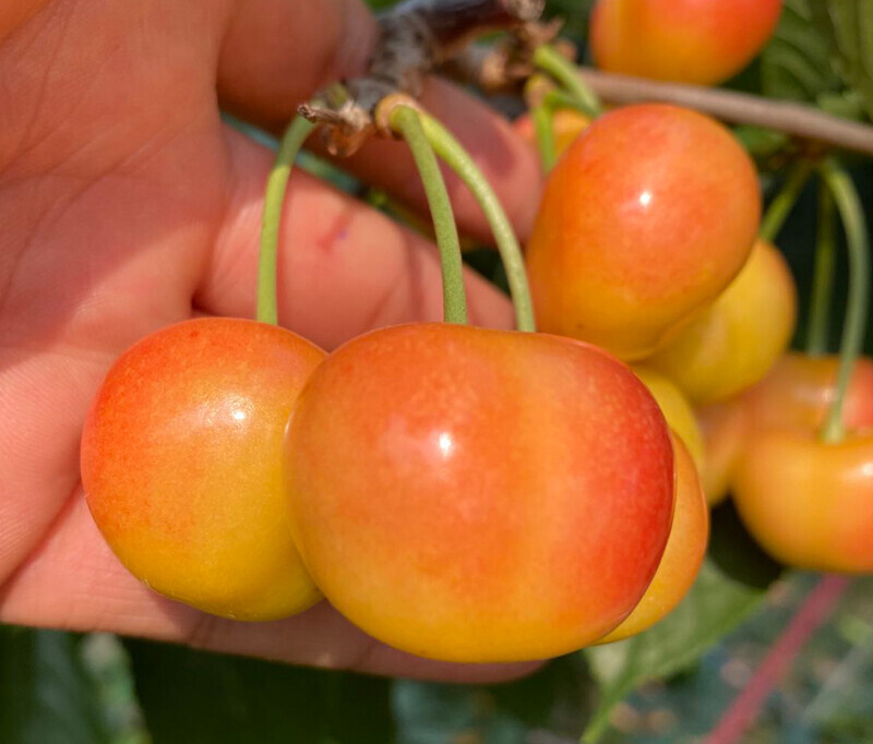 黄色大樱桃有哪些品种?
