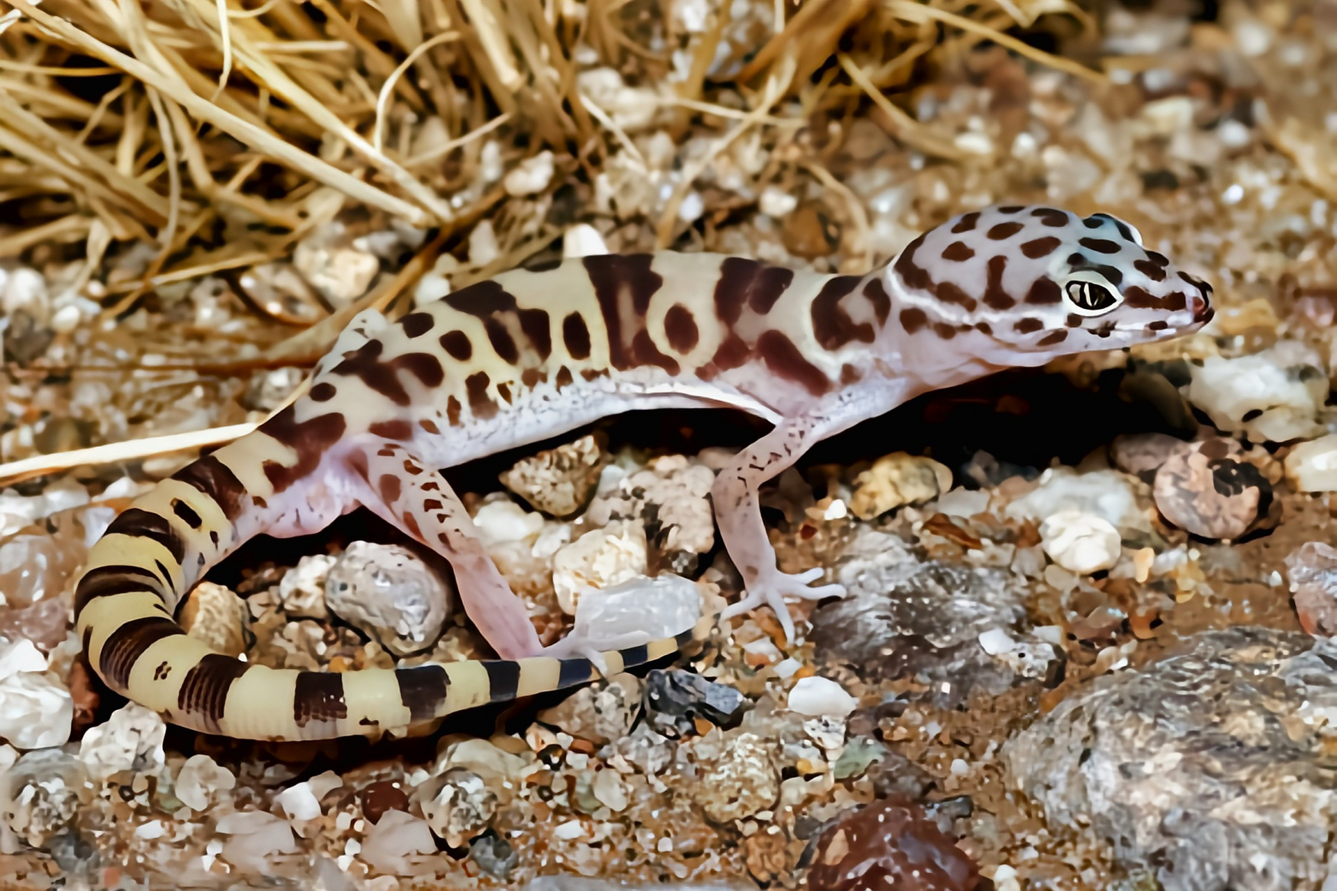 每天认识一种动物——带纹守宫 带纹守宫别名条斑壁虎,横纹鞘爪虎,原