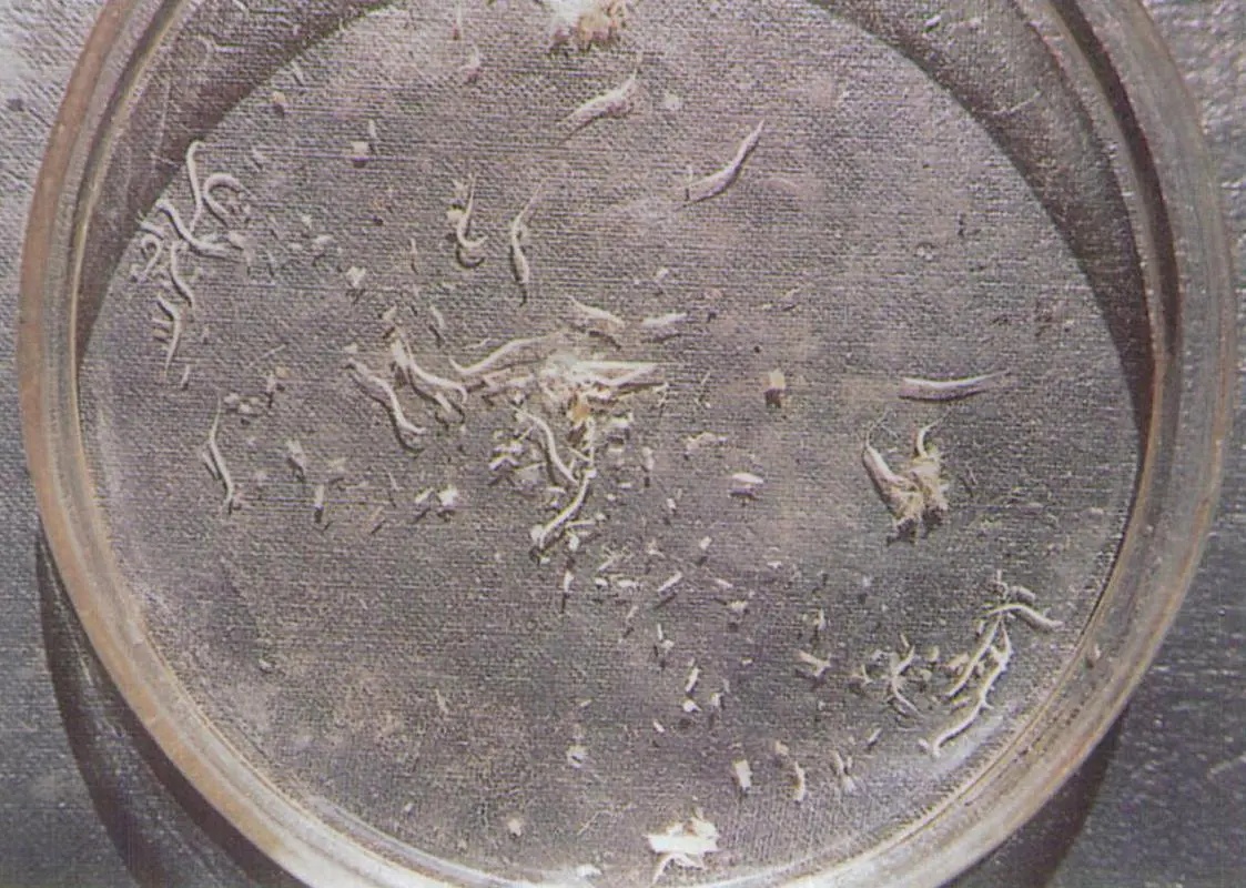 观赏鱼养殖500问(三线虫 指环虫病)