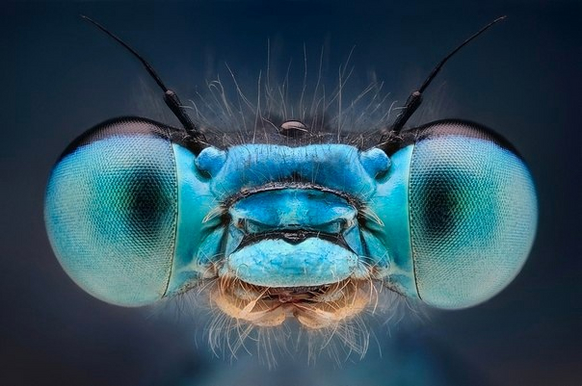 蜻蜓的眼睛里有多达3万个镜头[观望],它眼中的世界是什么样的呢?