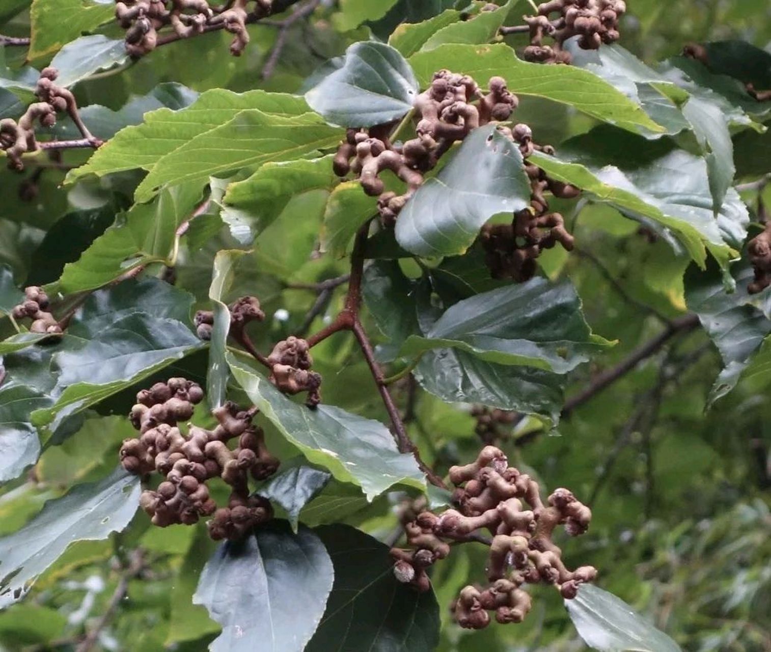 万寿果,吃了真的能长寿吗?