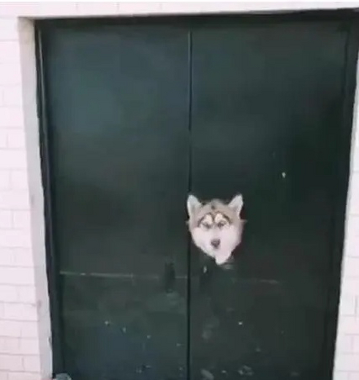 这只傻狗,把门咬出一个洞,头卡在里面,还能要吗?#宠物# #搞笑