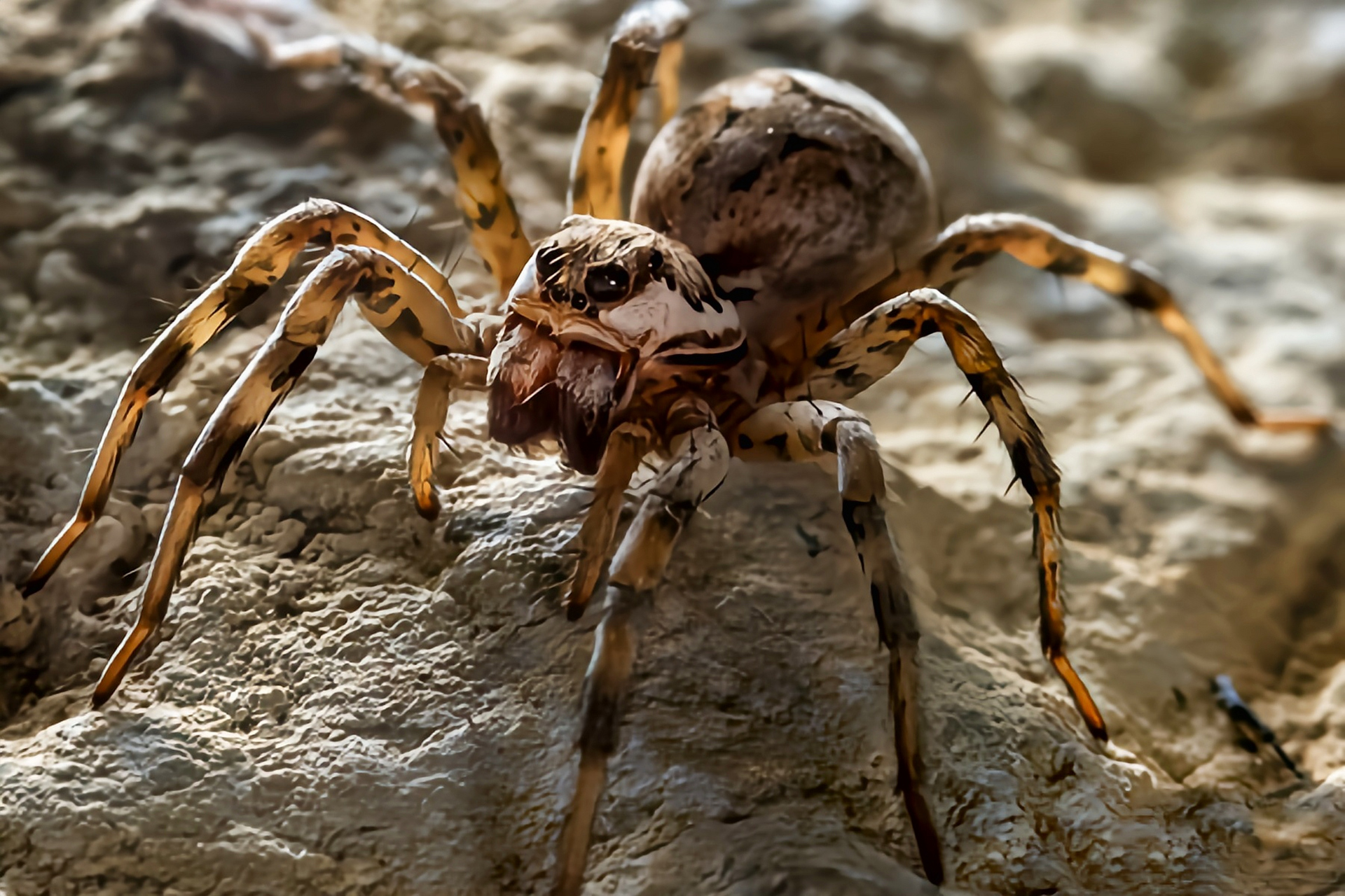 中华狼蛛别名地侠,是栖息于我国北方棉区的穴居性蜘蛛,捕食金龟,夜蛾