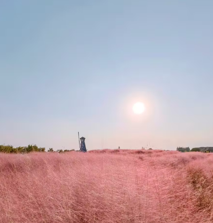 昆山淀山湖花海公园图片