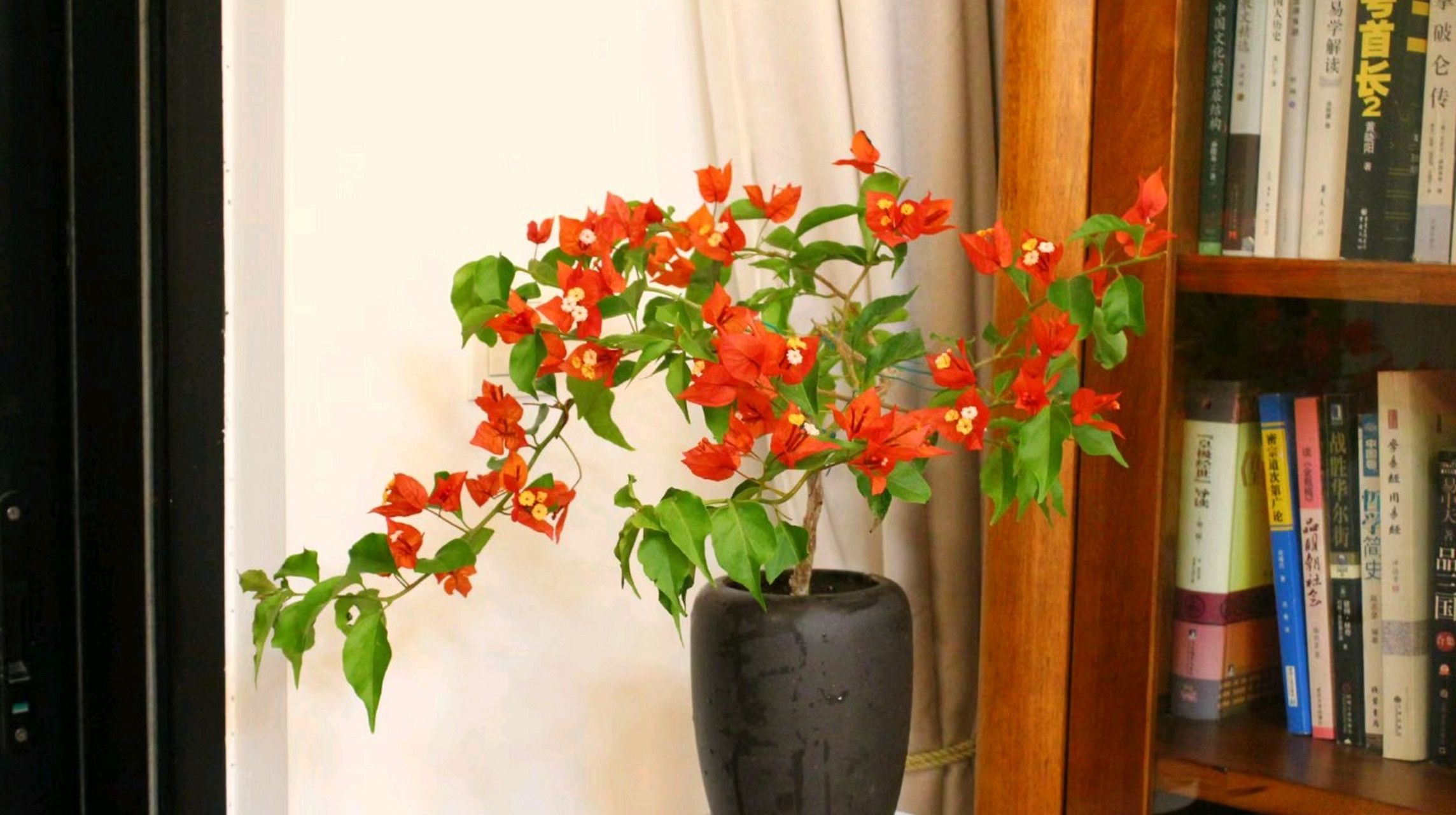 喜欢三角梅,又喜欢红色如火一样的三角梅,就养红桑巴三角梅,开花的