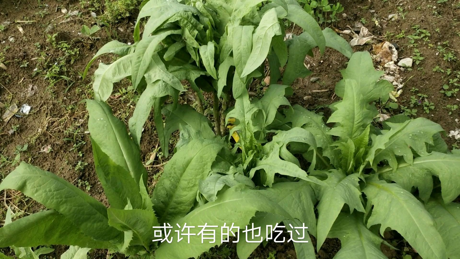 这野菜不是油麦菜,种几株够吃数月,老人喜欢吃难道是长寿秘诀?