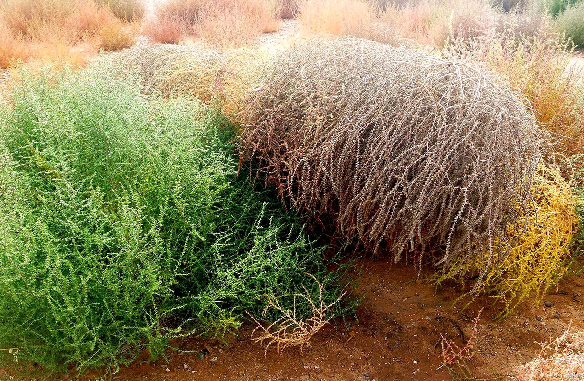 植物-俄罗斯-风滚草