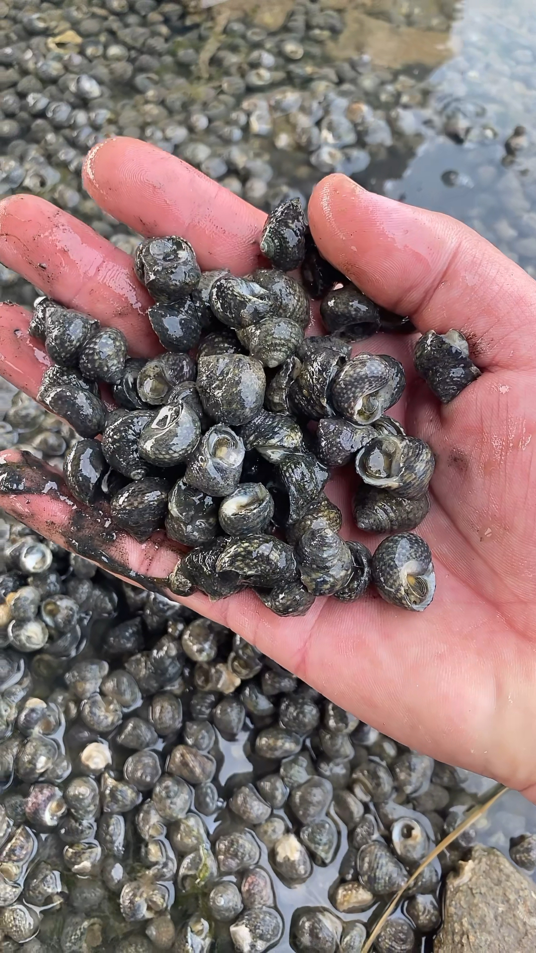 青苔退去好多芝麻螺臭掉,这个就别要了