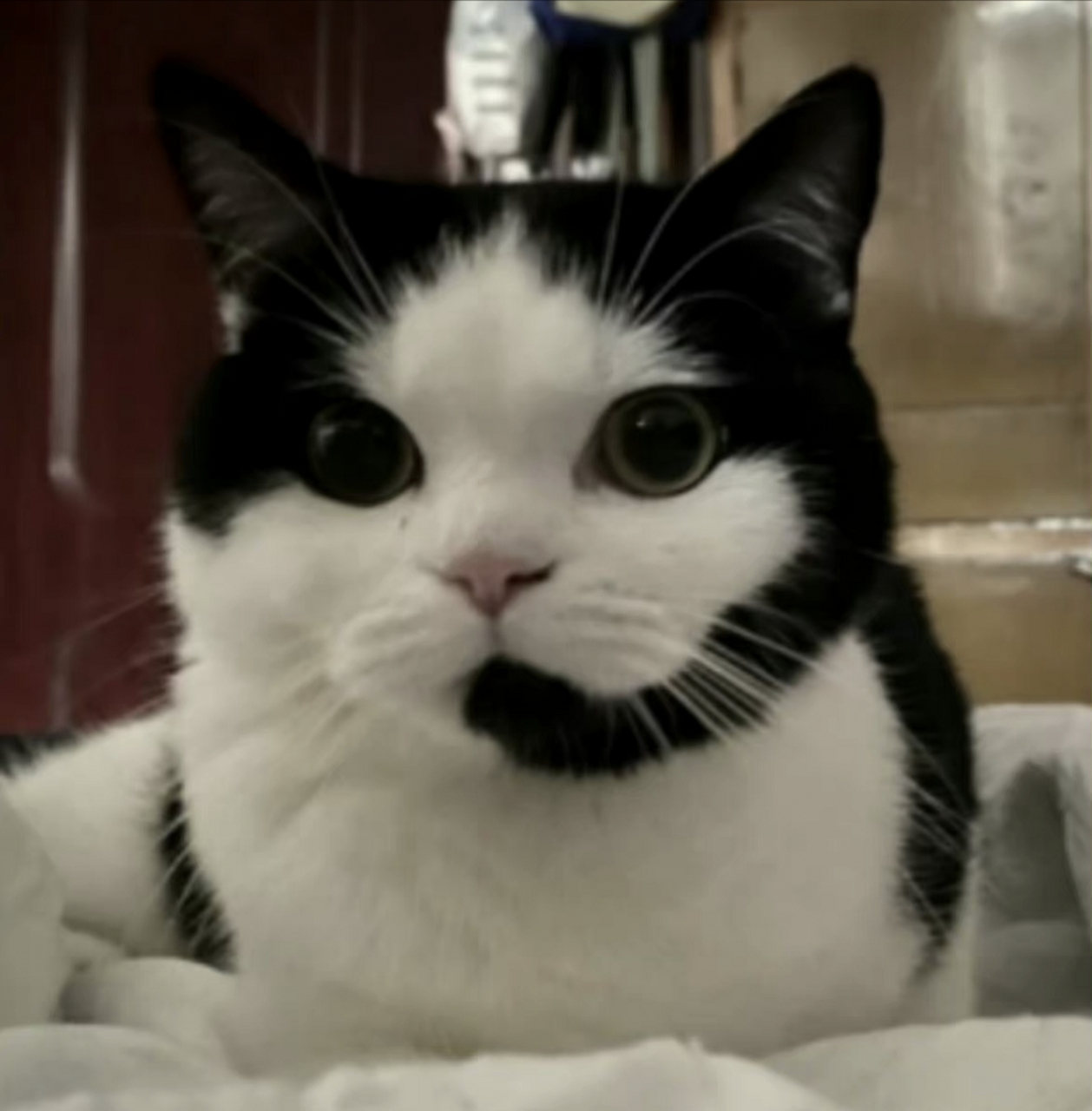 时常带着耳麦的猫咪!