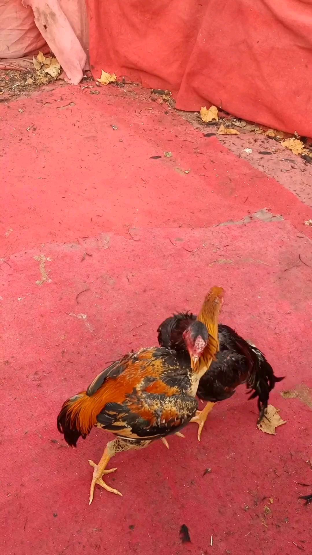 蛇头斗鸡:两边管鸡