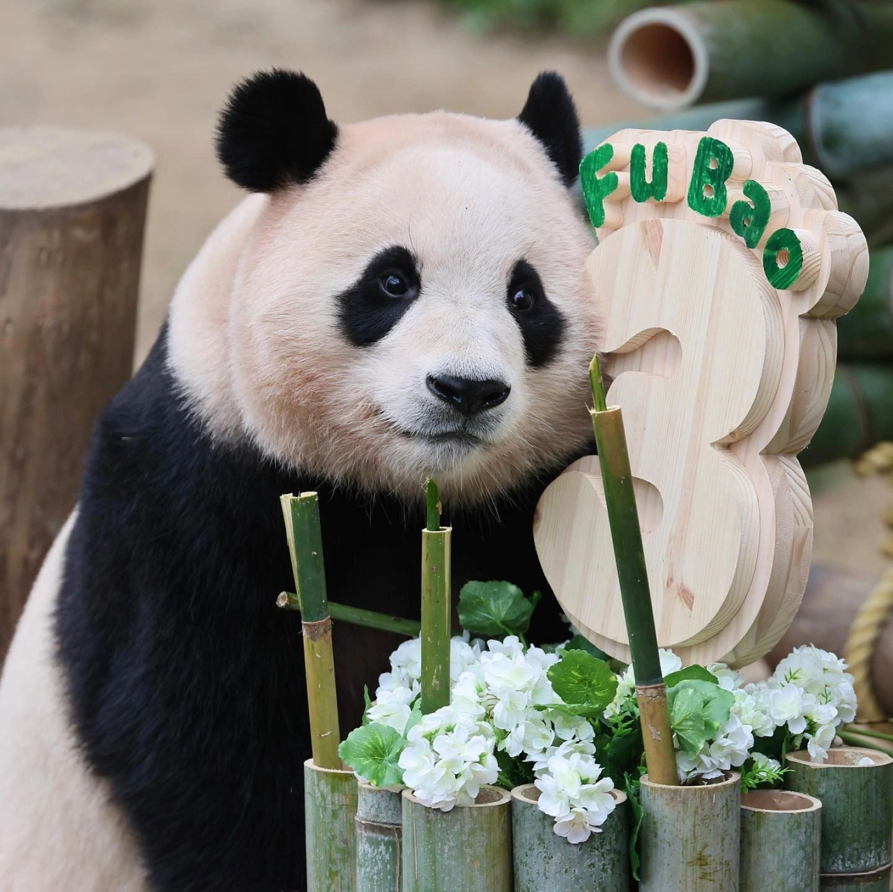 福宝3岁啦 可爱的福猪猪