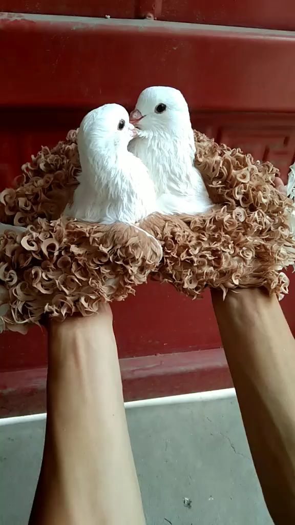 精品观赏鸽之黄马甲芙蓉