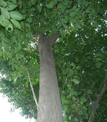 杜仲树是种什么树,如何种植