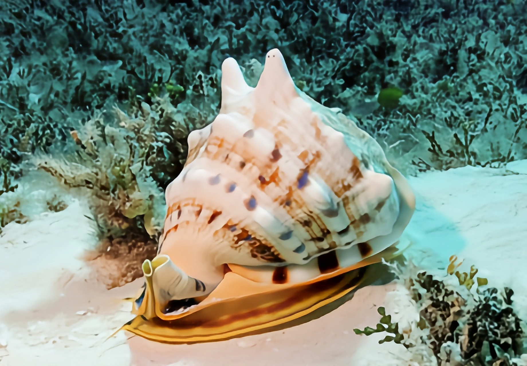 每天认识一种动物——唐冠螺 唐冠螺别名冠螺,原产于印度洋非洲东部及