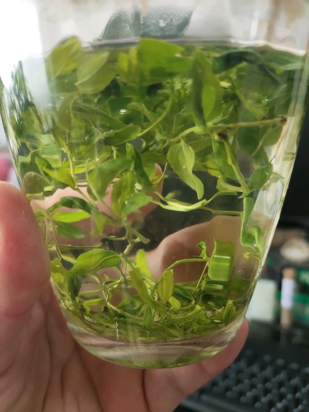 酸枣芽茶,味道不错啊