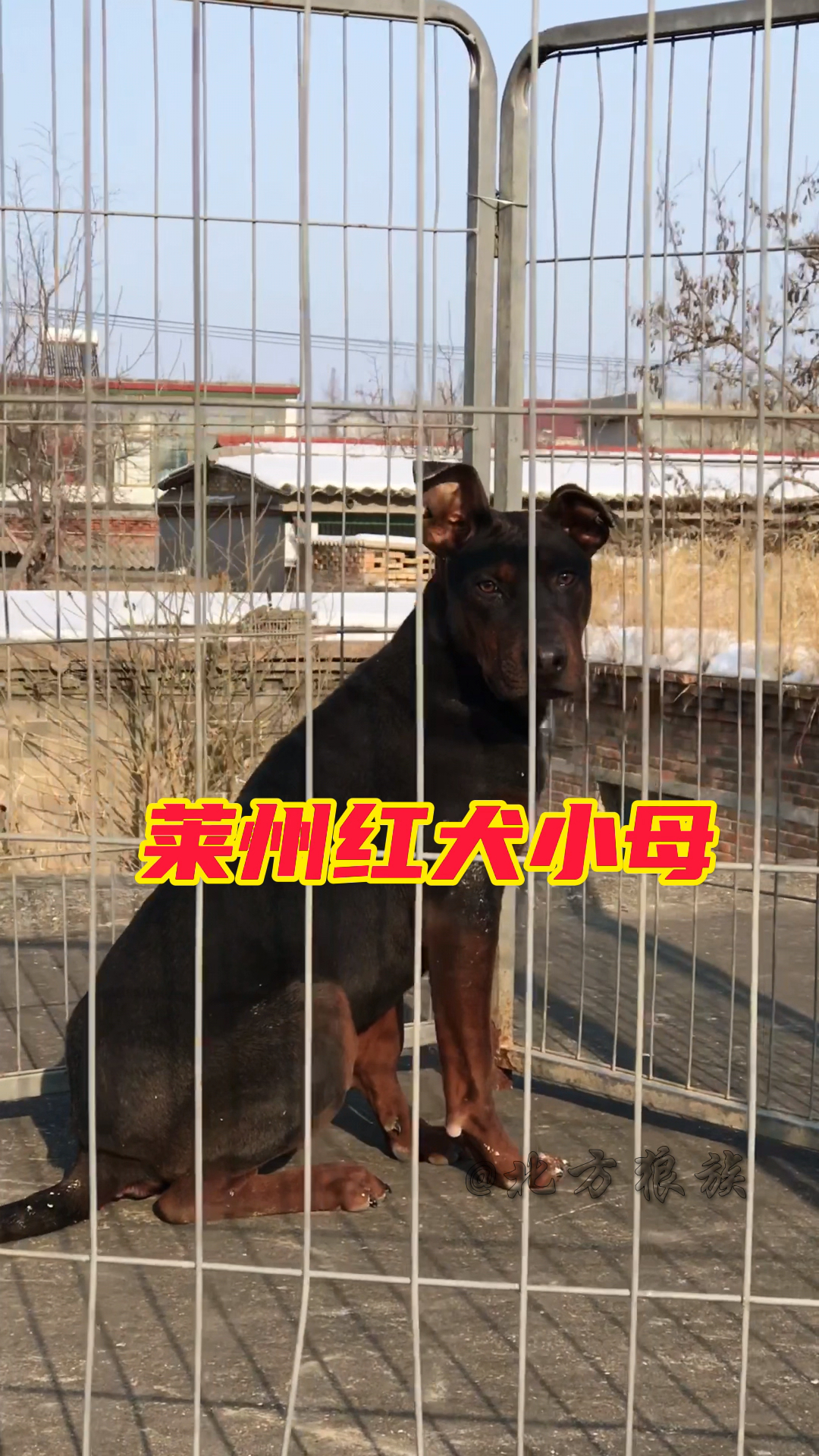 莱州红犬苏联红犬狼犬护卫犬伴侣犬大型犬