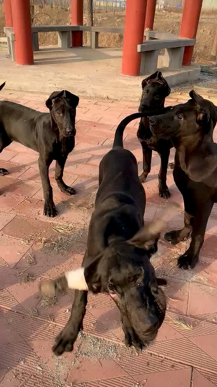 黑狼犬招財辟邪犬 純黑犬 黑狼幼犬 黑狼狗 純種黑狼狗