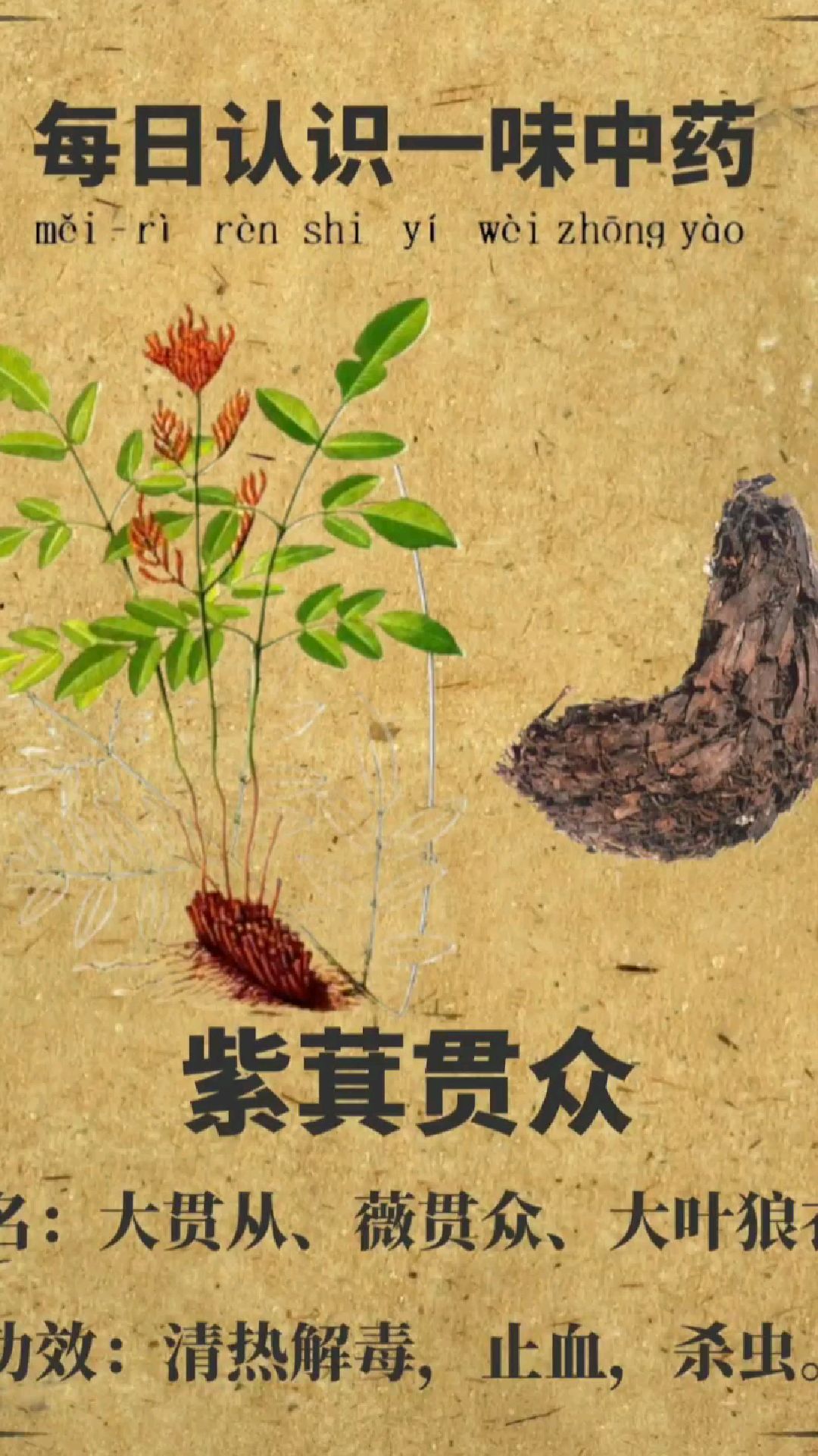 每日认识一味中药
