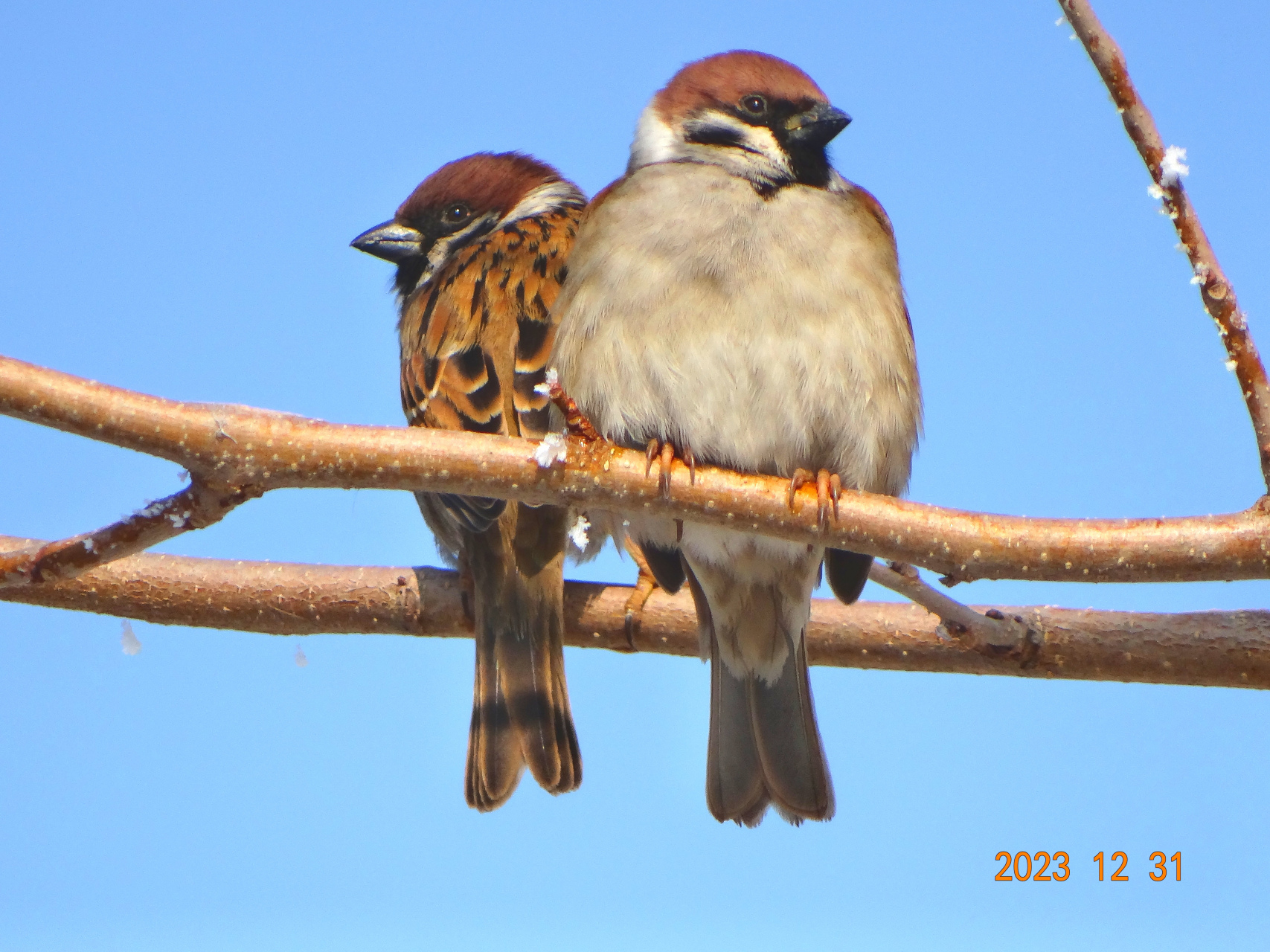 什么是比翼鸟和连理枝?在古诗里有句.在天愿作比翼鸟.在地愿为连理枝.