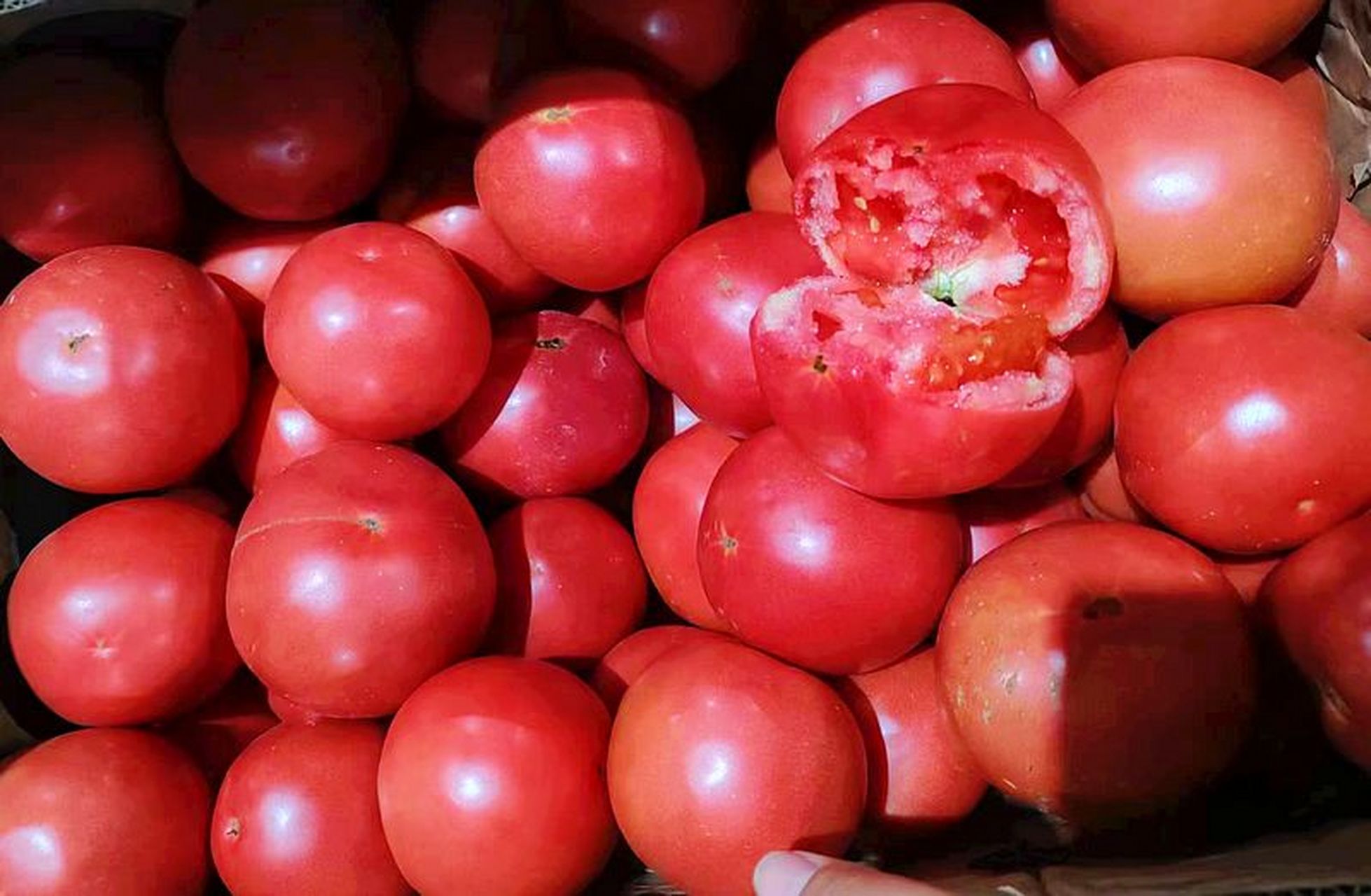 暖冬好物大赏# 陕西泾阳普罗旺斯孕妇水果当季沙瓤西红柿,自然熟新鲜