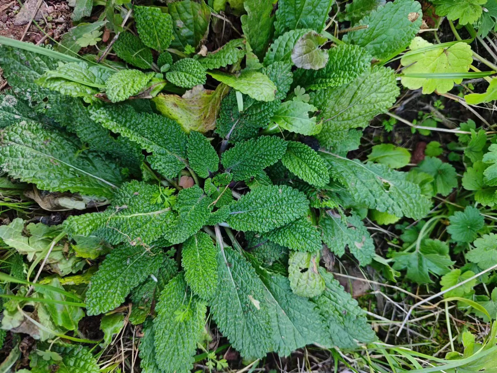 今天带你认识药食同源的野菜～荔枝草