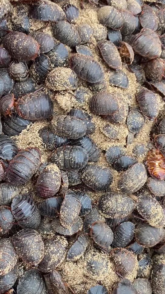 土元种虫药用土元