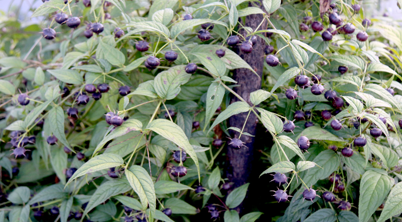 在施甸,"热门"红果参挂满枝,致富有"钱"景