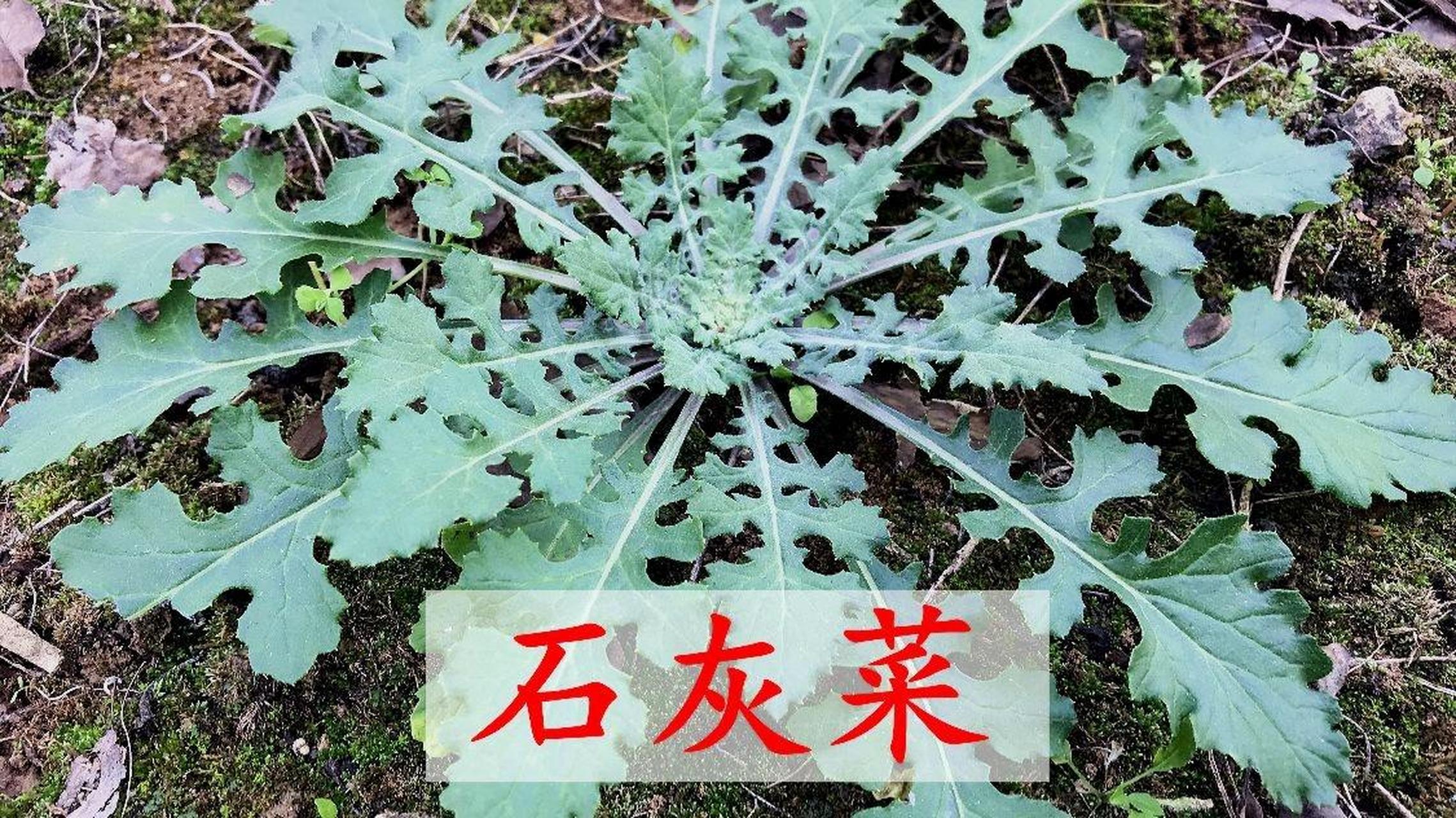 泥胡菜是一种营养丰富的野菜,含有丰富的维生素,矿物质和膳食纤维等