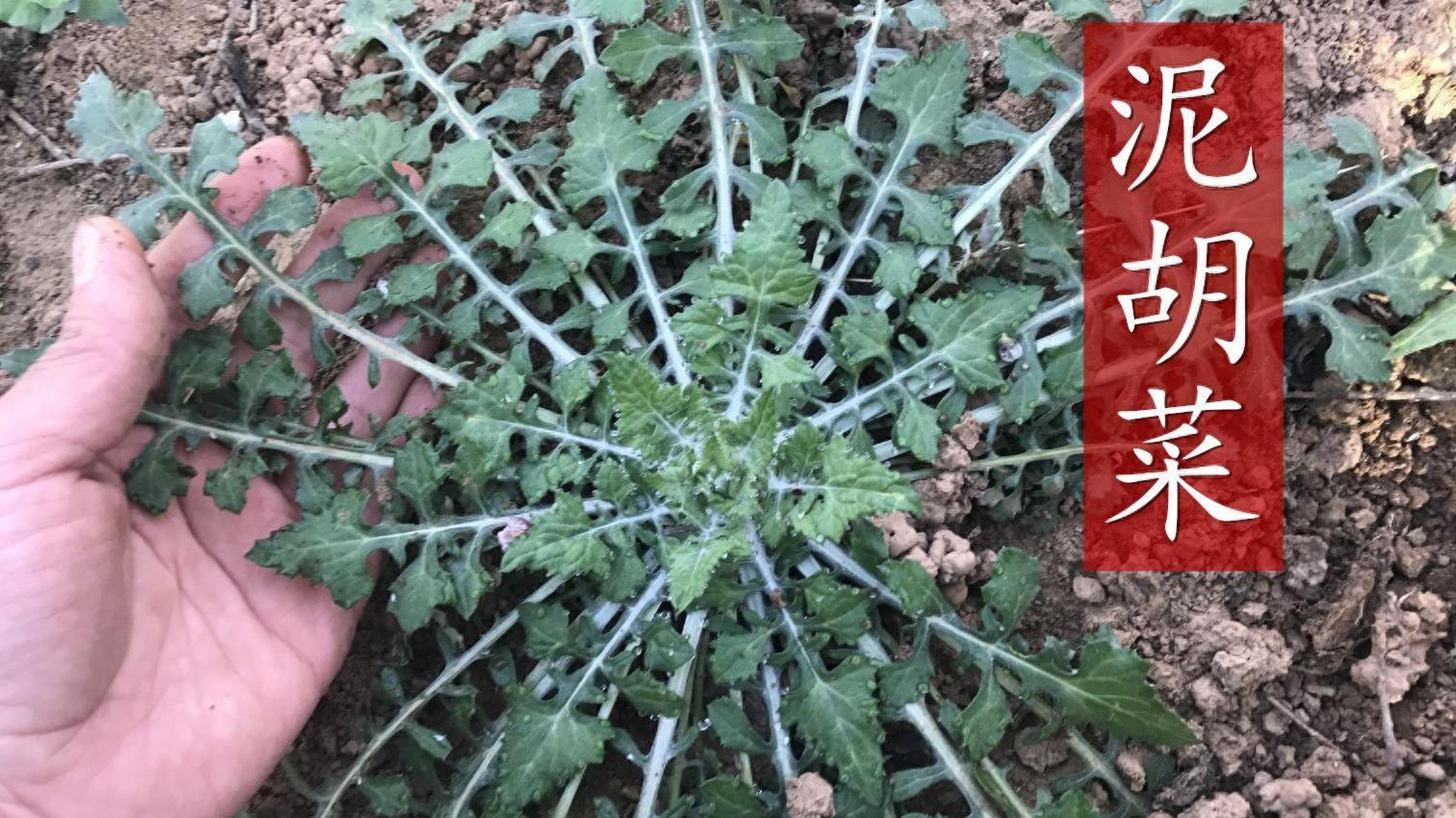 泥胡菜是一种营养丰富的野菜,含有丰富的维生素,矿物质和膳食纤维等