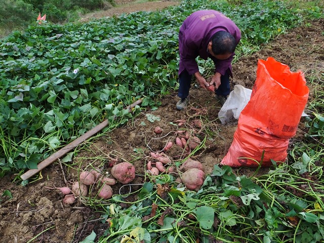 挖红薯的方法,可以参考以下步骤