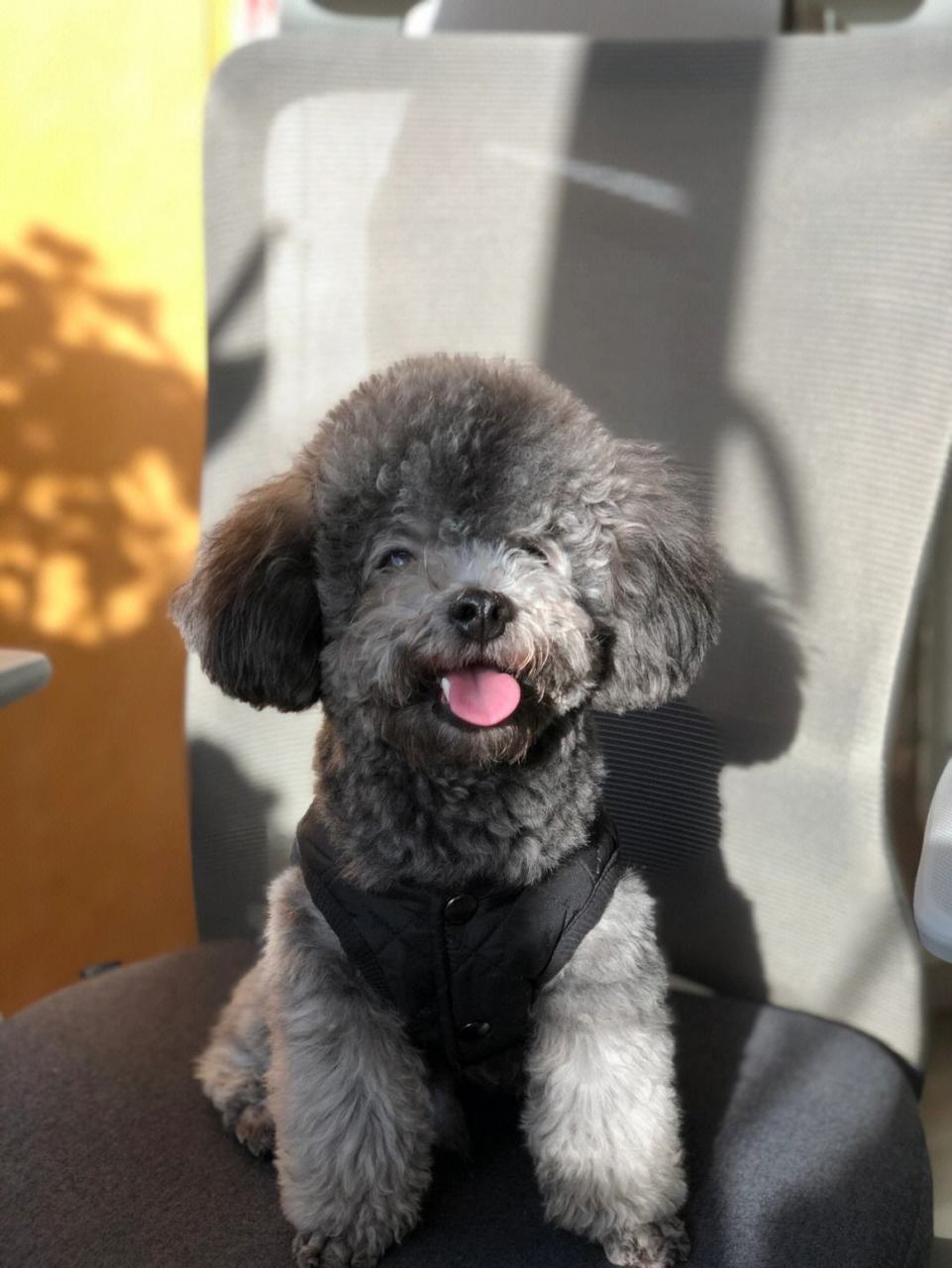 灰泰迪幼犬毛色从出生开始不断变化,通常在几个月大时开始显现灰色.