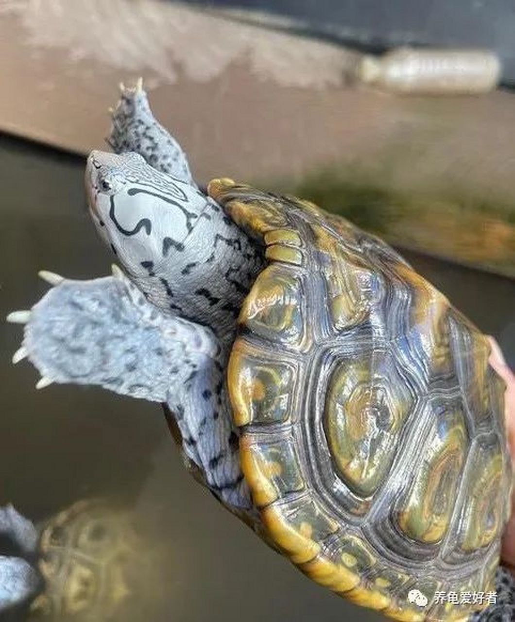 黑颈龟,南石龟,金钱龟等品种的商家面临焦虑.