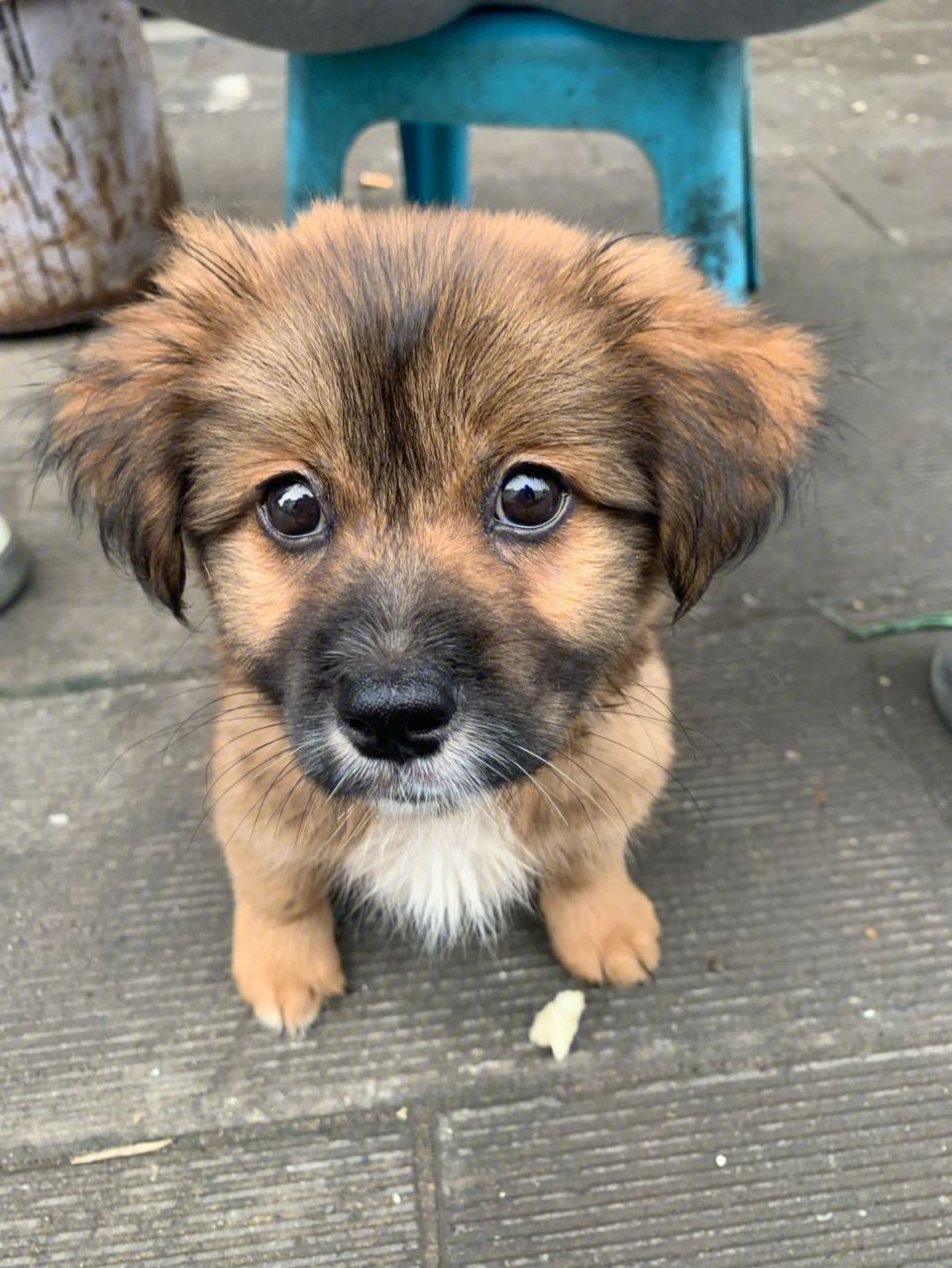 主人需耐心关注小狗