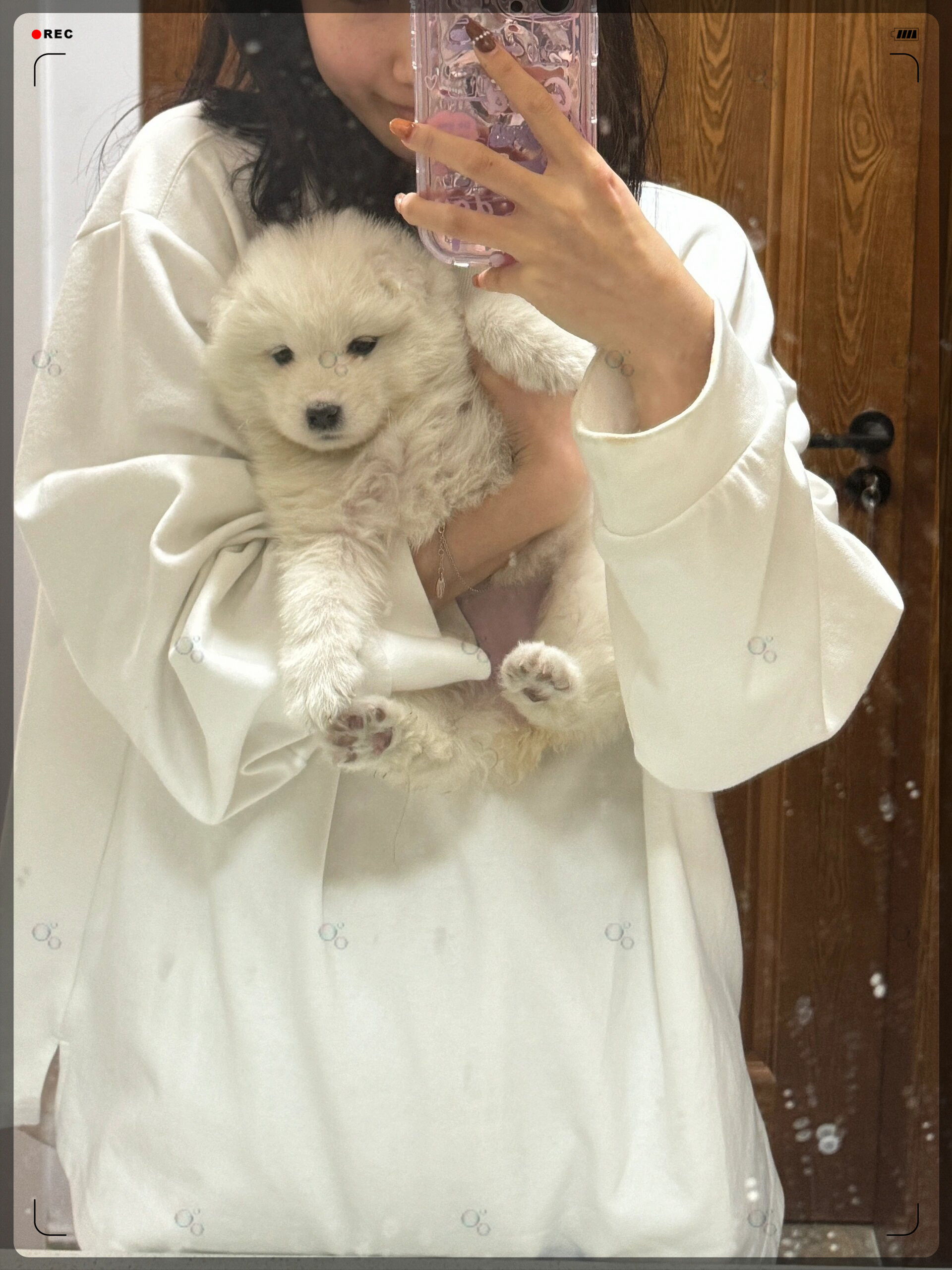 看看我家的萨摩耶宝宝,是不是越来越有型了呢? #我