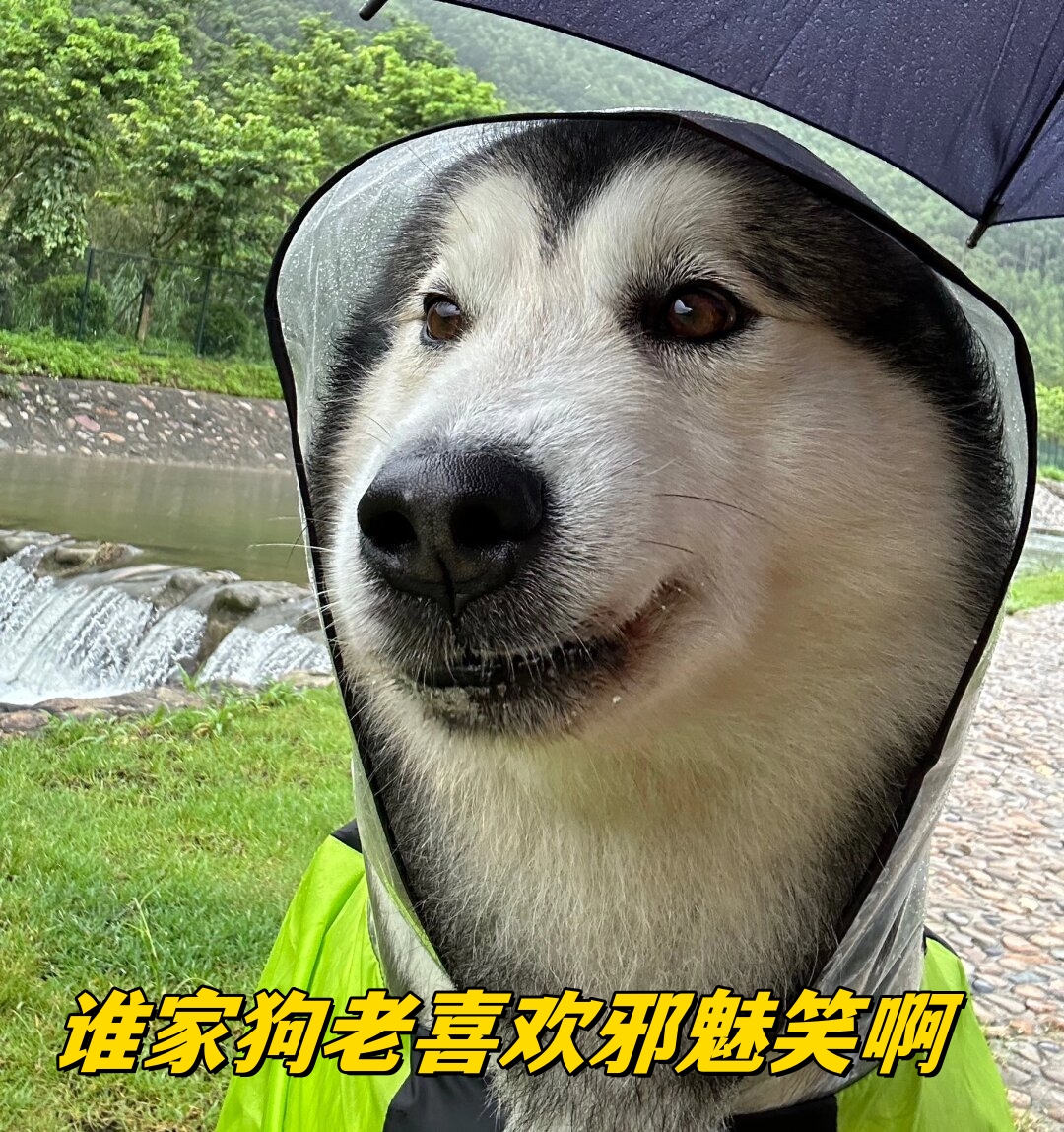 谁家狗老喜欢邪魅笑啊  我的狗狗总是古灵精怪的,经常做出一些让人