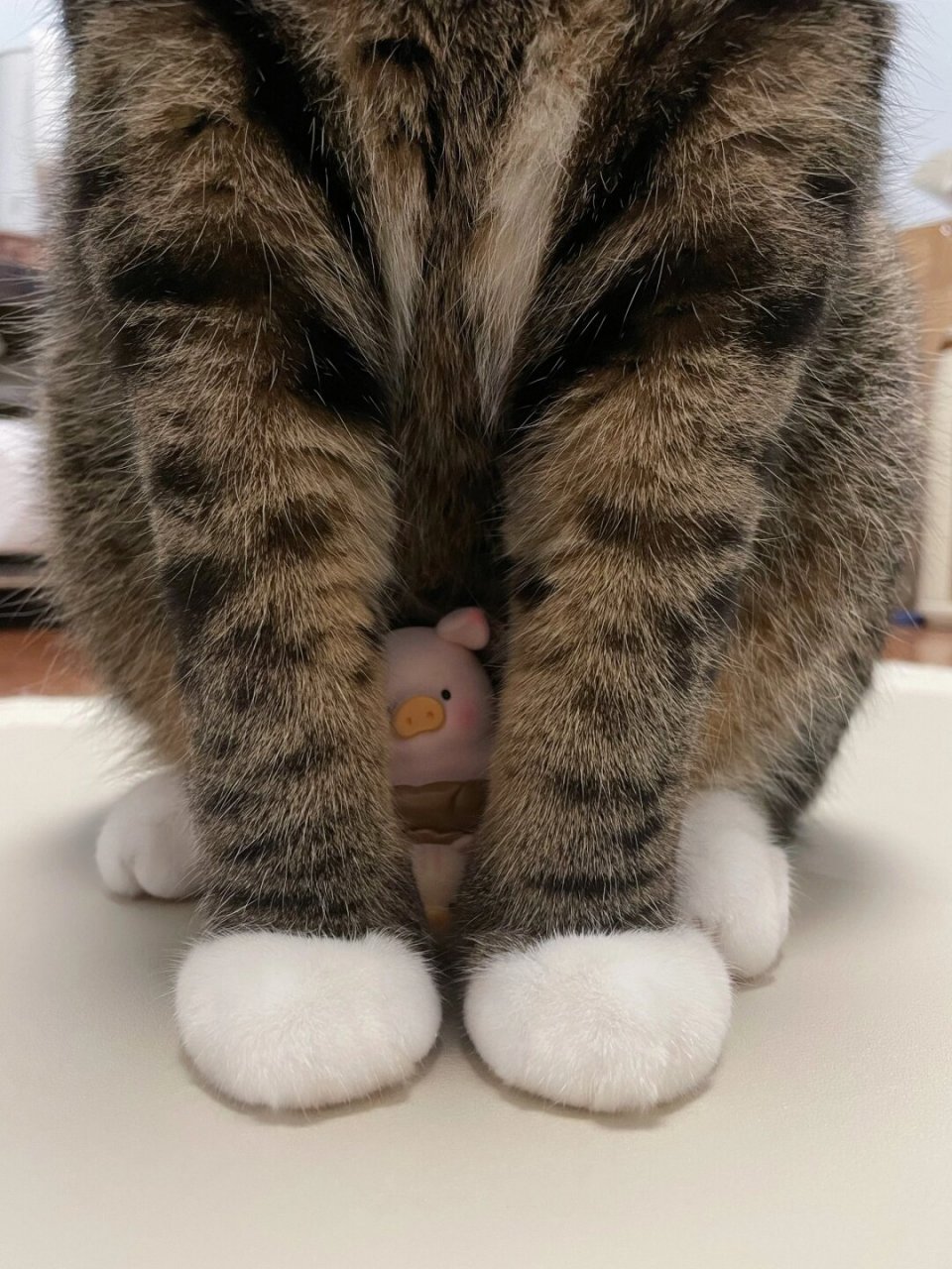 看到这只软糯可爱的猫咪脚丫,它正守护着一只超萌的猪猪,真是让人