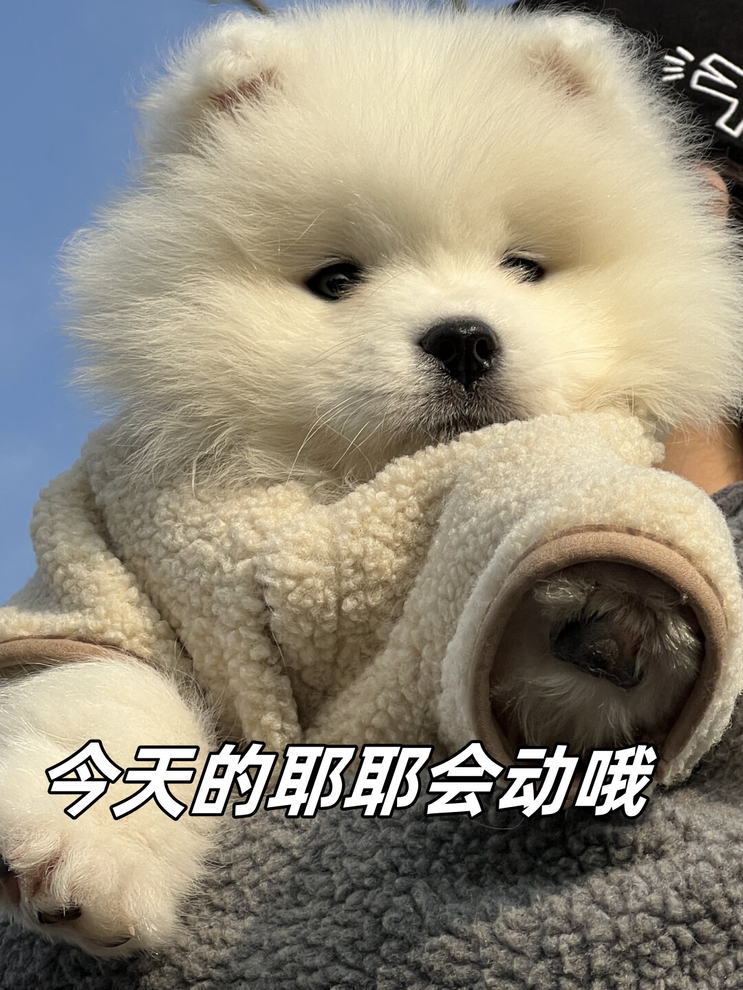 今天的耶耶会动哦  狗狗舒服地躺在妈妈的怀里,沐浴着阳光的温暖.