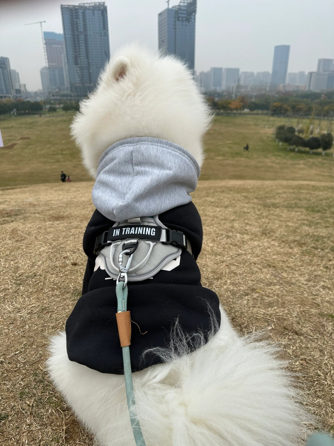 这件卫衣不仅保暖,还让嘟嘟看起来更加可爱和时尚