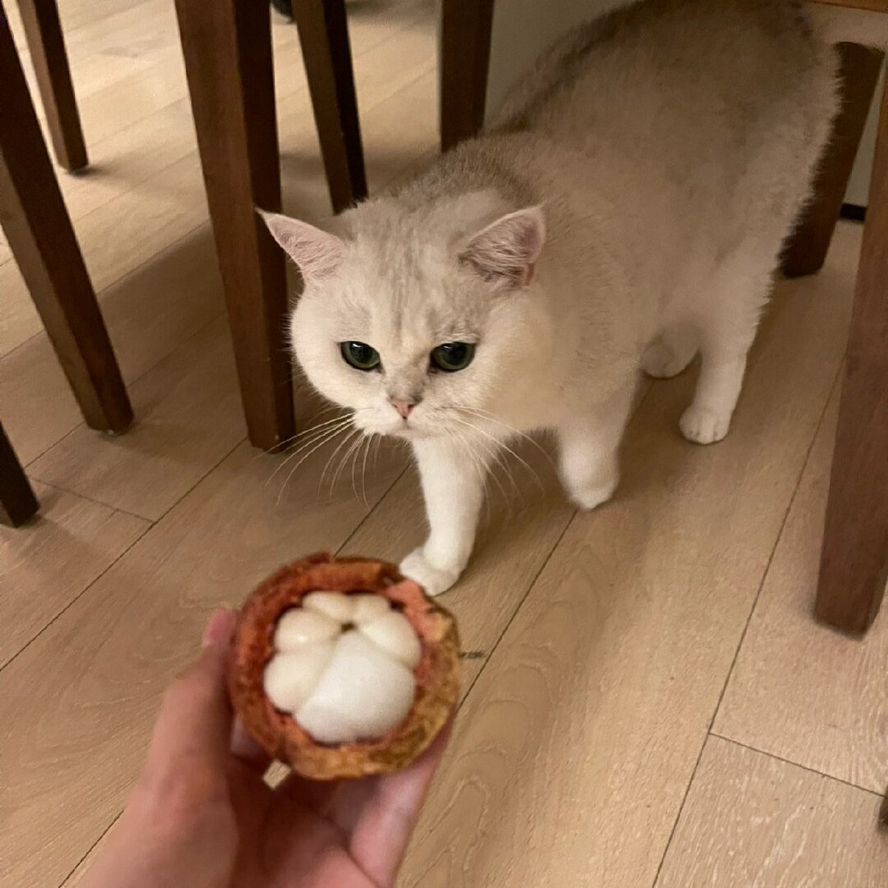 这个山竹的外形和猫咪的小爪爪简直一模一样,让人不禁想起可爱的小