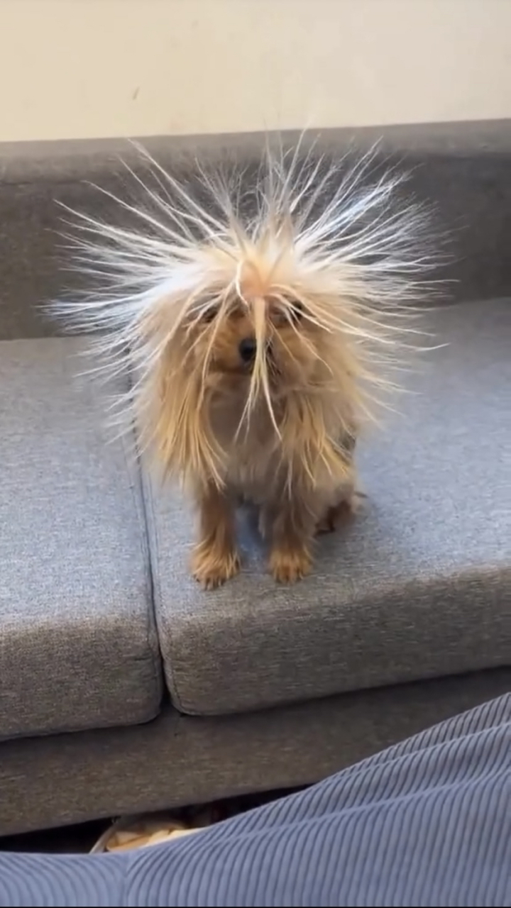 宝宝,你是一只炸毛狗狗.