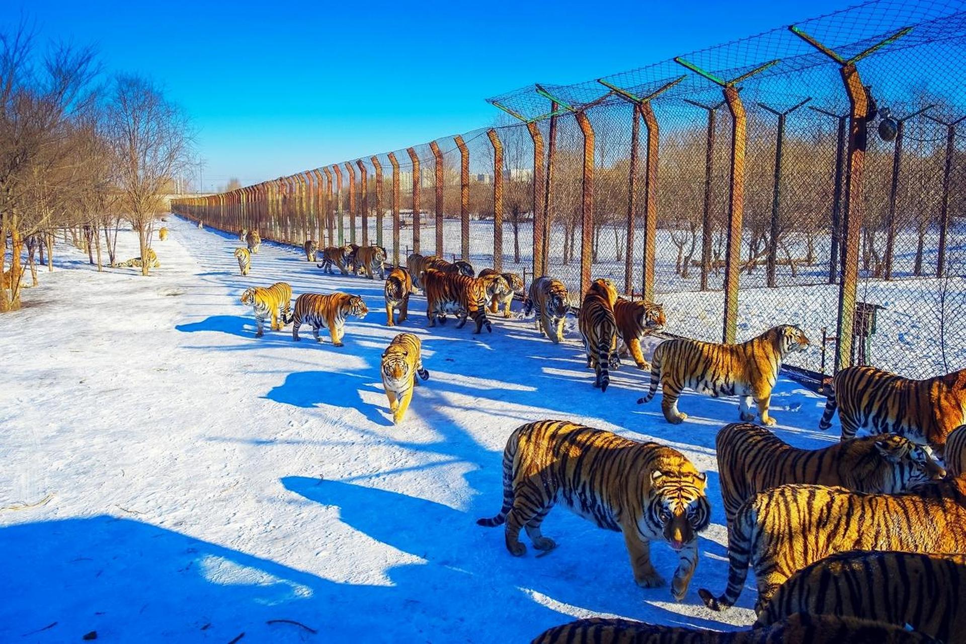 哈尔滨东北虎林园——世界最大的东北虎饲养和繁育基地.