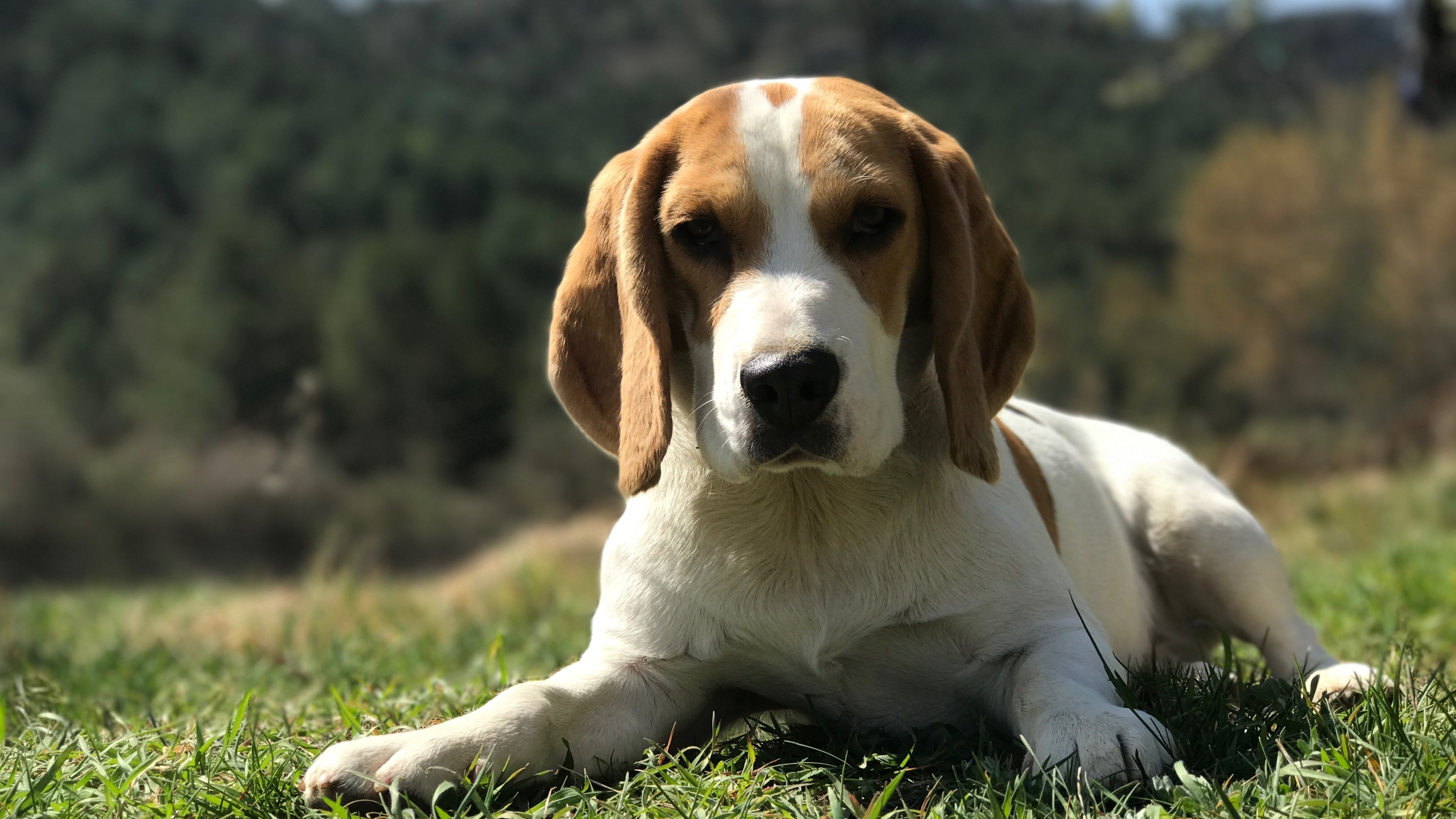 哈利犬和比格犬的图片图片