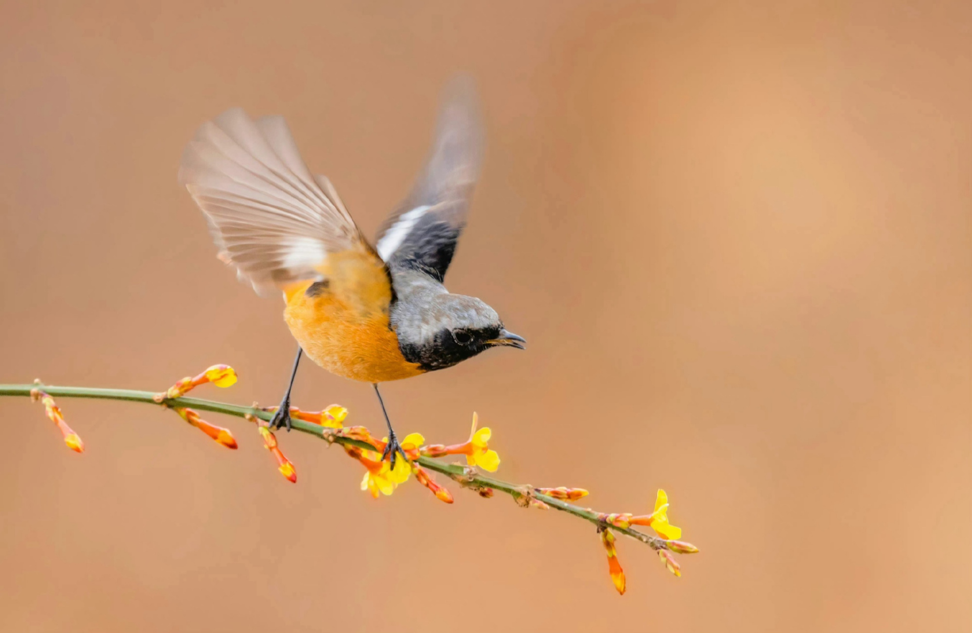#优质短图文计划# 花与鸟的世界,总是充满生机和活力,花儿的缤纷多彩,