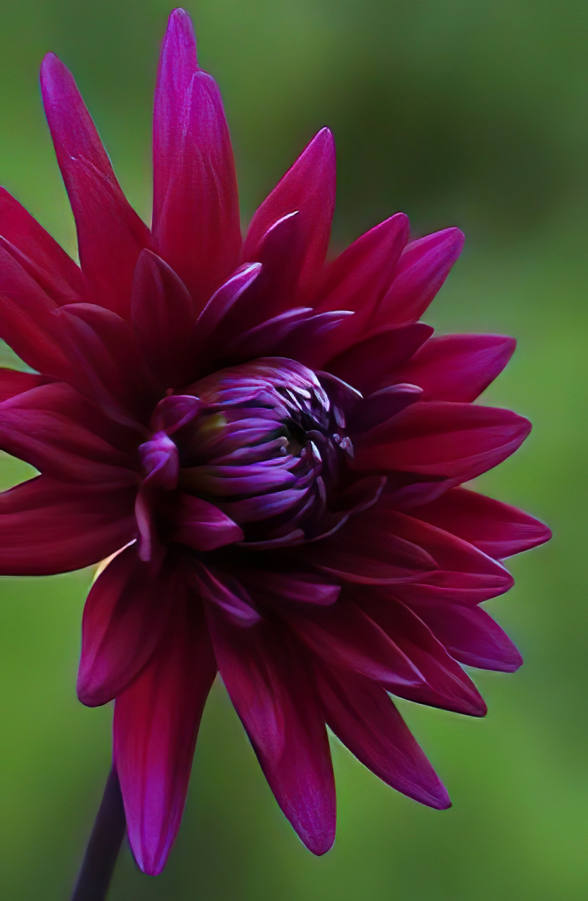 紫红色大丽花,艳丽动人99#我的双节攻略