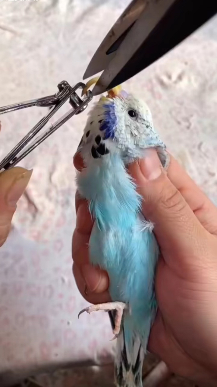 虎皮鹦鹉嘴巴过长需要修剪!