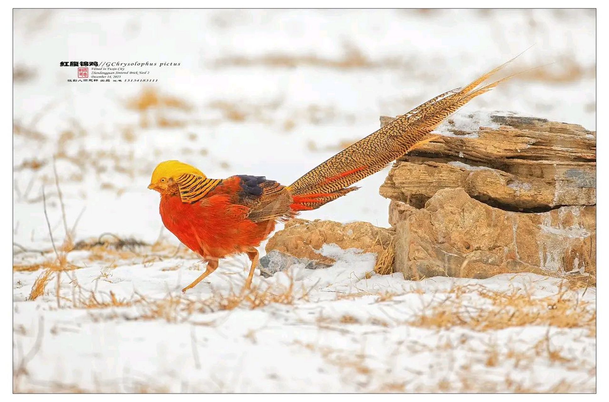 万物有灵 · 红锦腹鸡 红腹锦鸡(学名:chrysolophus pictus),又称金鸡